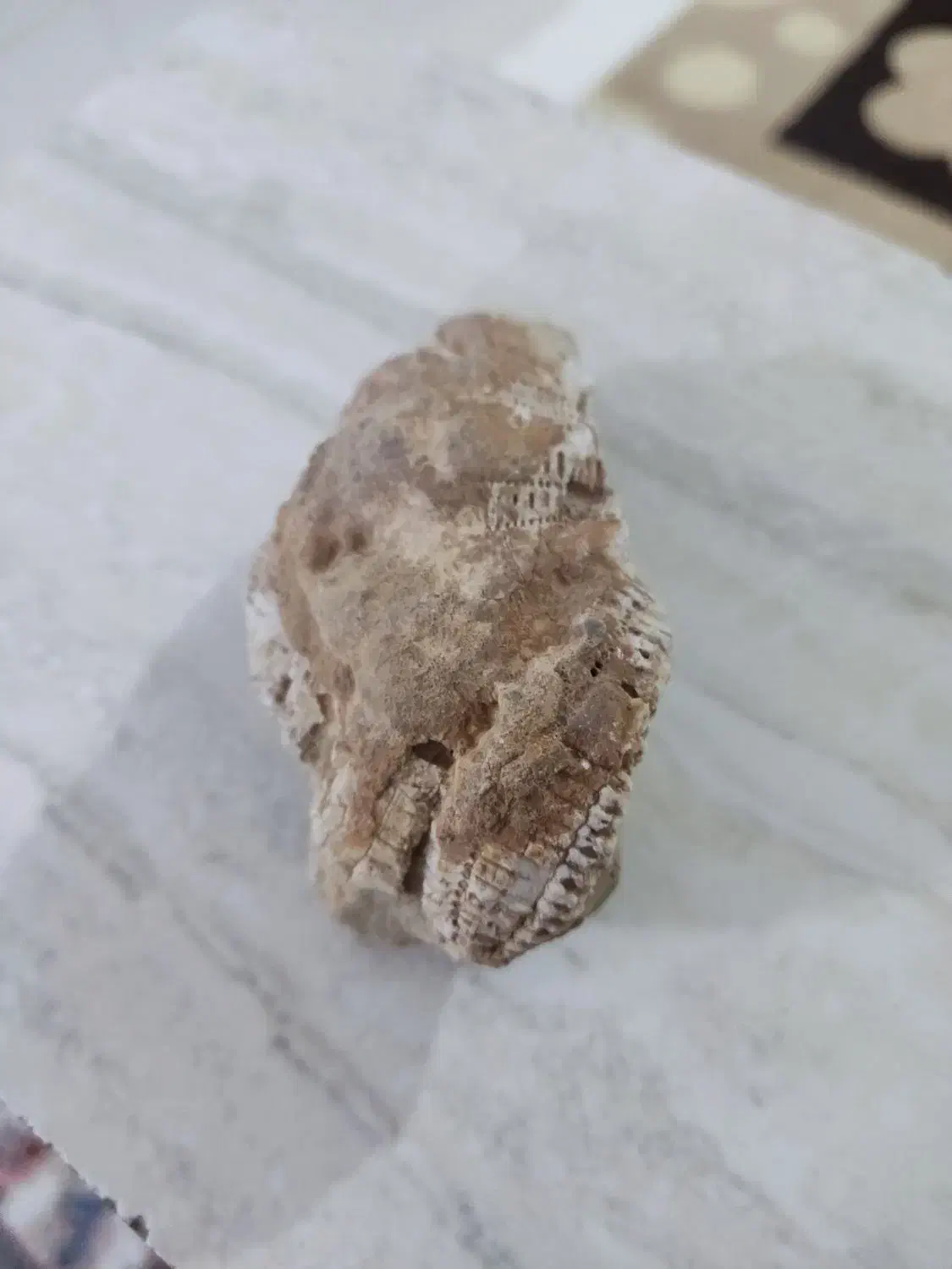 سنگ فسیل|کلکسیون اشیاء عتیقه|دیواندره, |دیوار