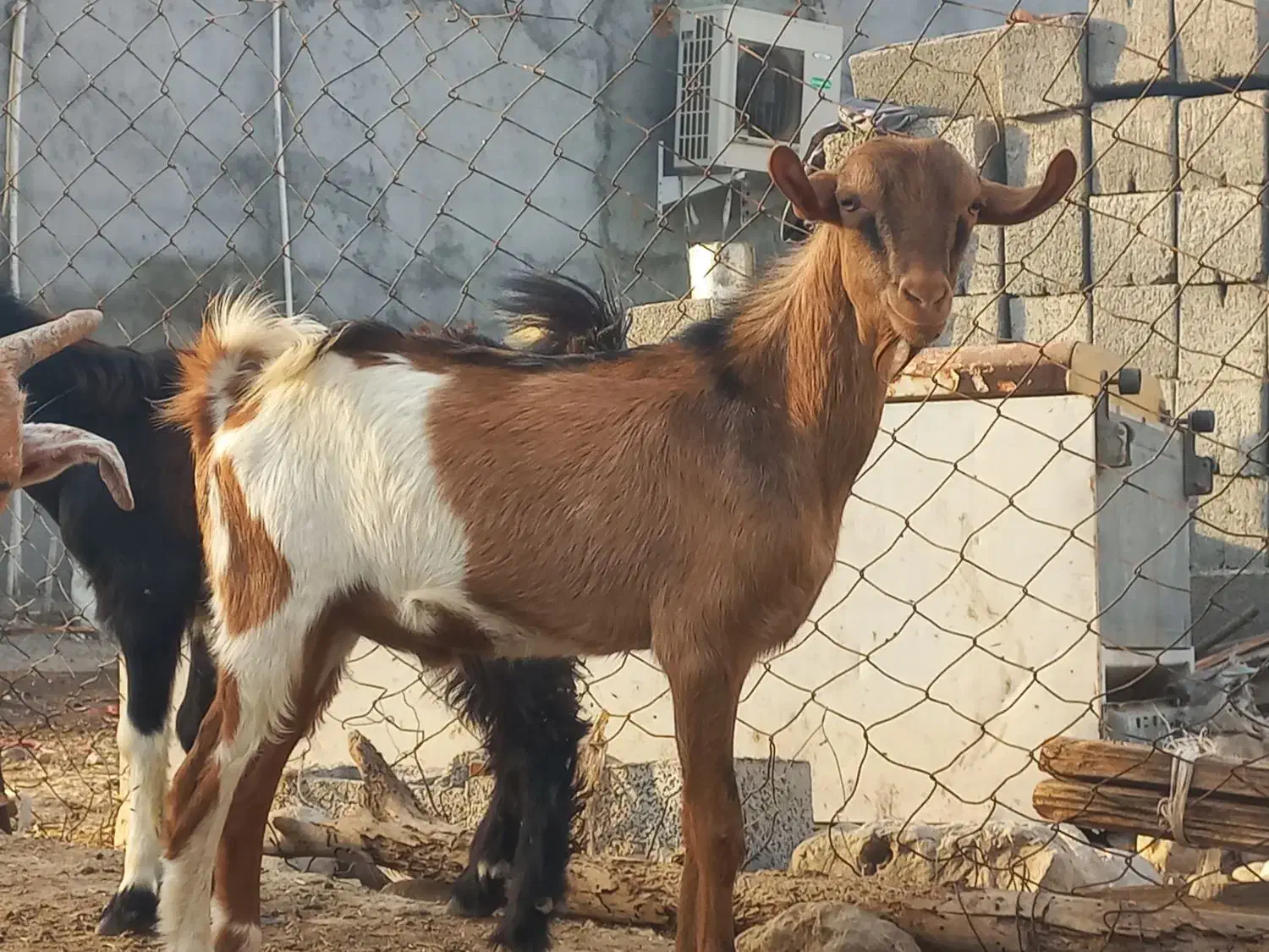 نری گوشتی|حیوانات مزرعه|بندرعباس, |دیوار