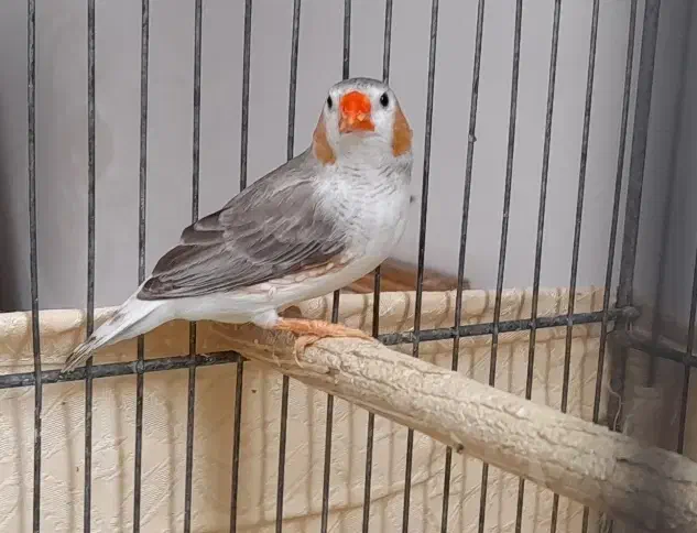 معاوضه فنج نر با ماده گینگ|پرنده|قم, مهر آباد|دیوار