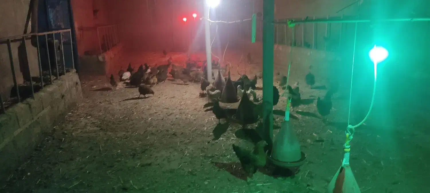 مرغ تخم گذار|حیوانات مزرعه|نقده, |دیوار