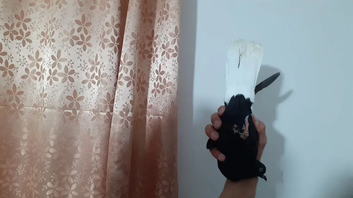 ماده زاغ دم سفید|پرنده|بروجرد, |دیوار