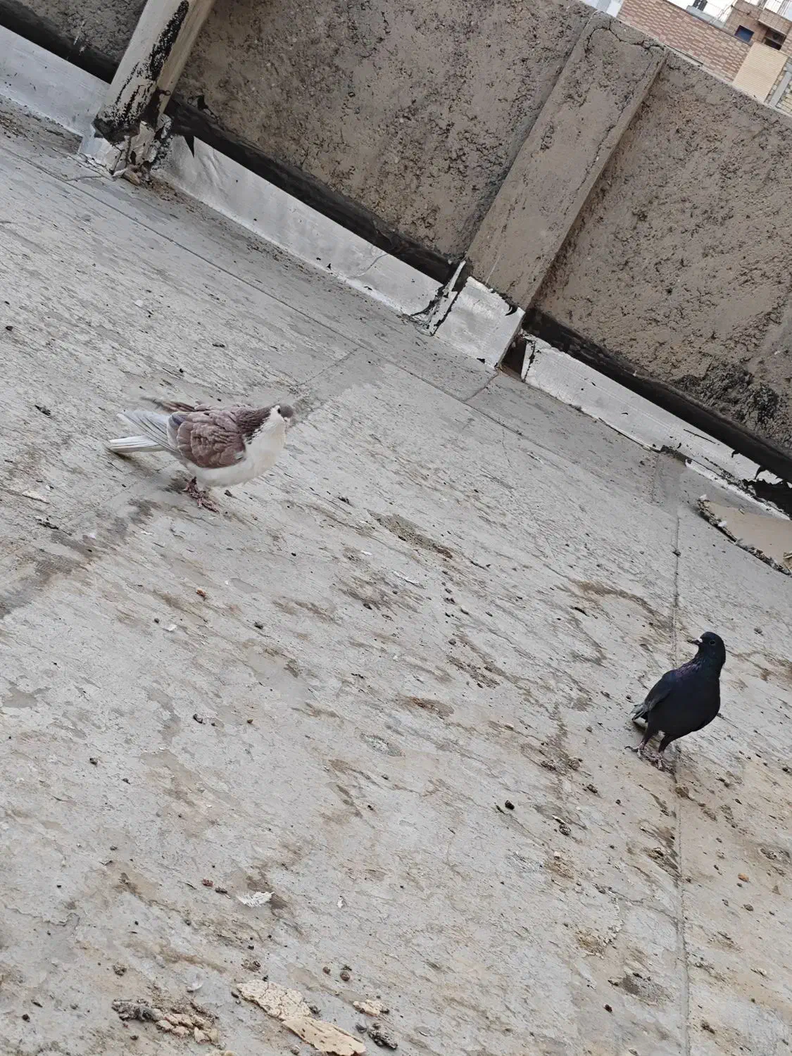 دوتا کفتر دمگیر نر|پرنده|اصفهان, شهید رجایی|دیوار