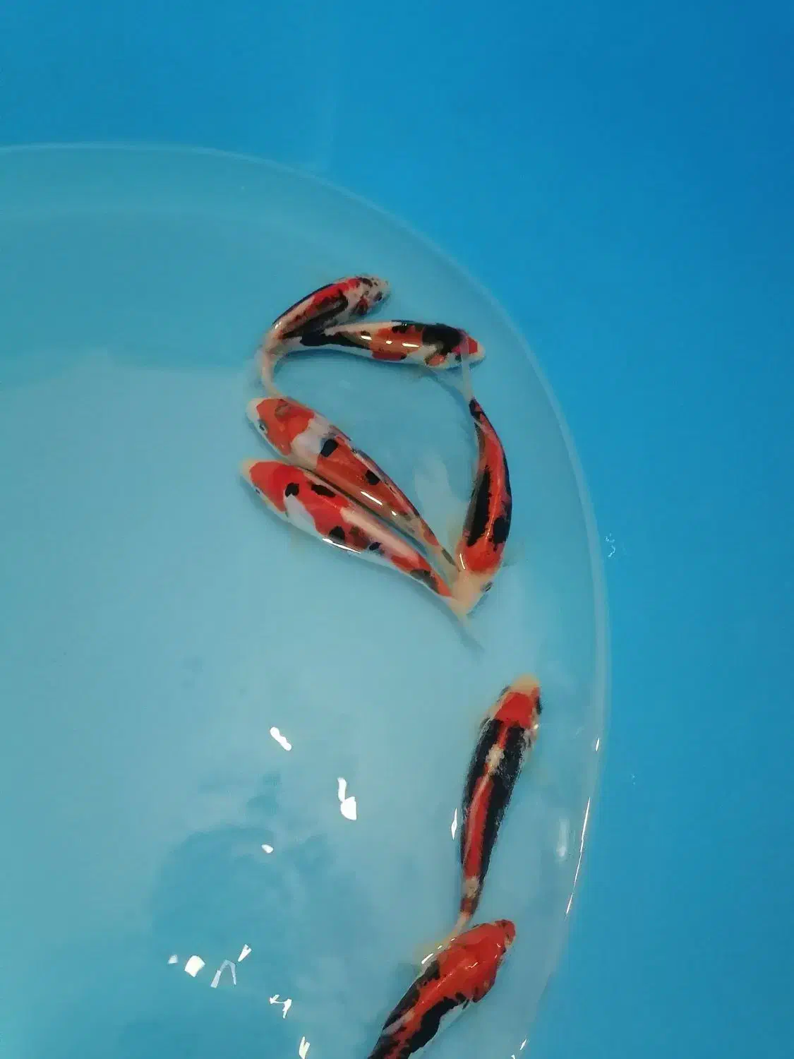 ماهی کوی نژاد|ماهی|یزد, |دیوار