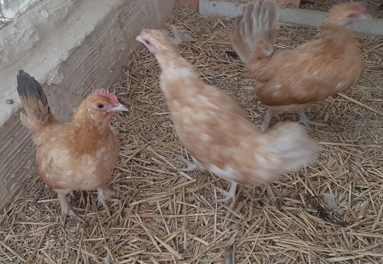 مرغ مینیاتوری ریز جثه ۴عدد|حیوانات مزرعه|ورامین, شهرک مدرس|دیوار