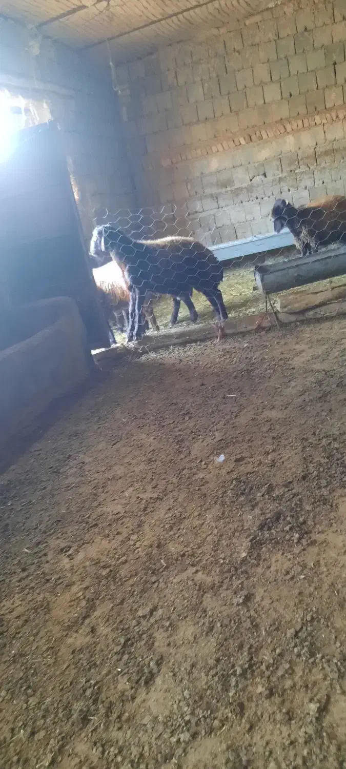 بره افشار نر|حیوانات مزرعه|بجنورد, |دیوار