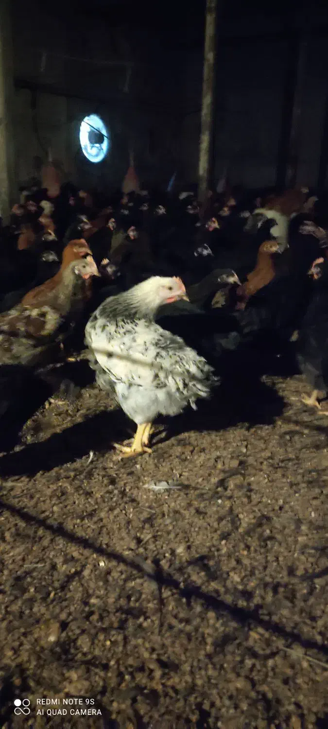 جوجه مرغ و خروس محلی سیاه۳ماهه|حیوانات مزرعه|مشهد, شهید احمدی روشن|دیوار