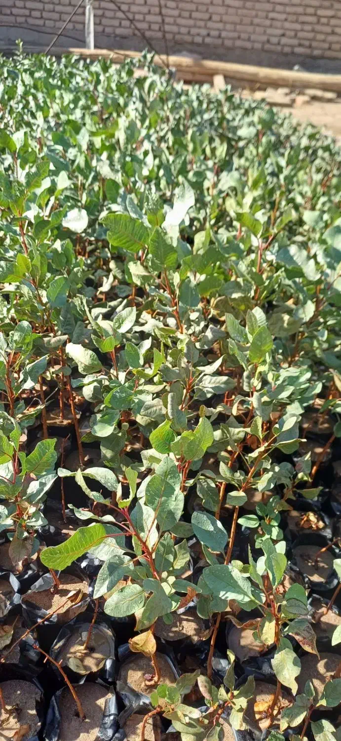 نهال پسته|خدمات باغبانی و درختکاری|بیرجند, |دیوار