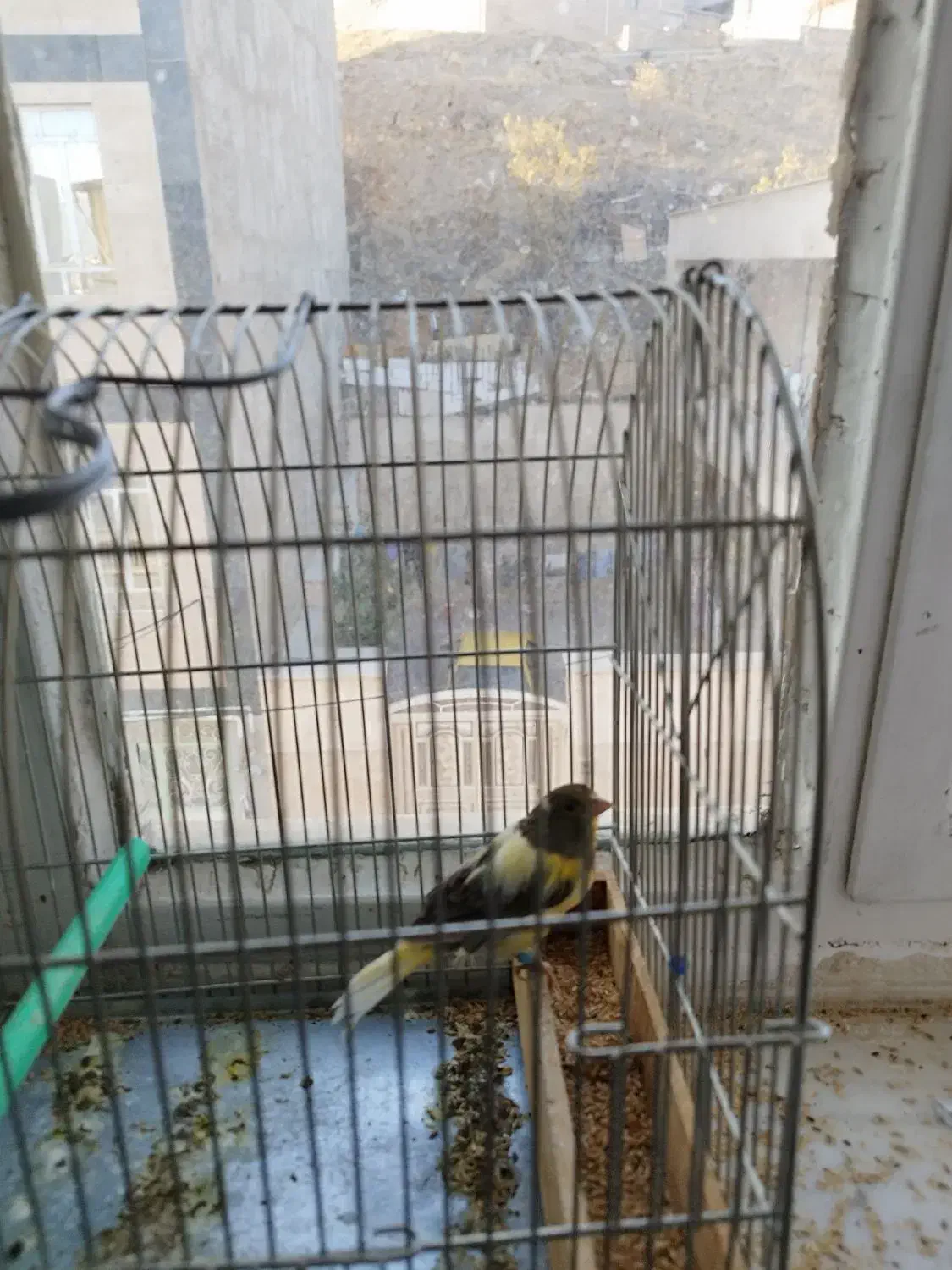 قناری مست|پرنده|سنندج, |دیوار