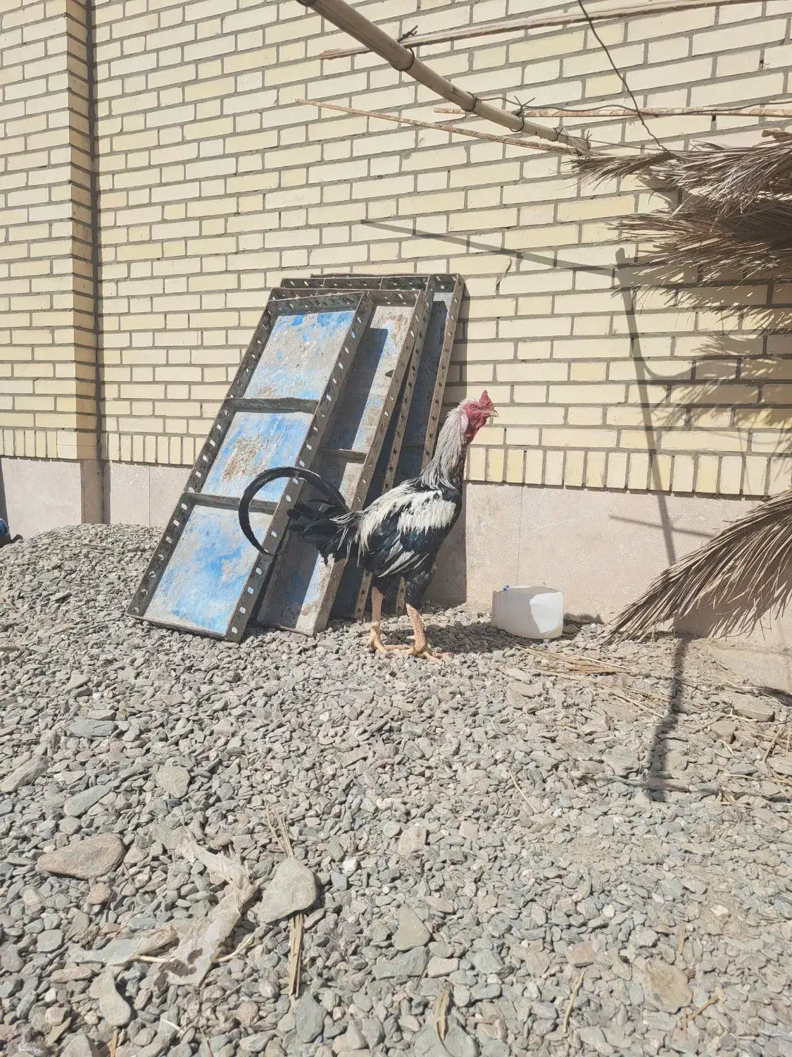 مرغ و خروس و جوجه اصل|حیوانات مزرعه|سراوان, |دیوار