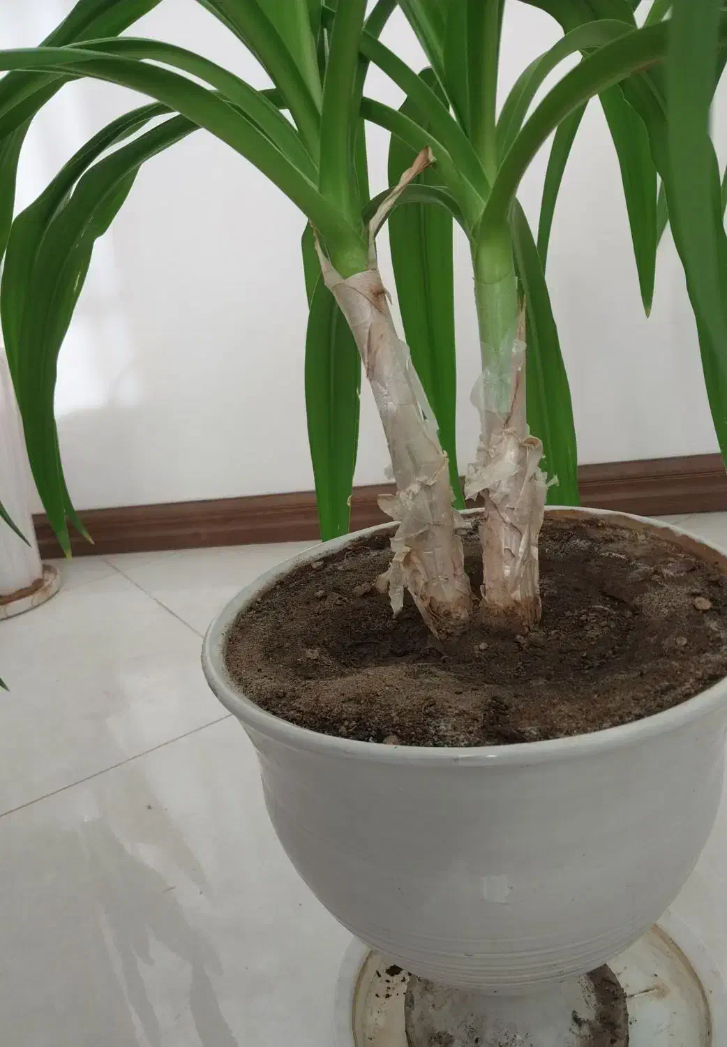 فروش گلدان سوسن دوقلو|گل و گیاه طبیعی|یزد, |دیوار