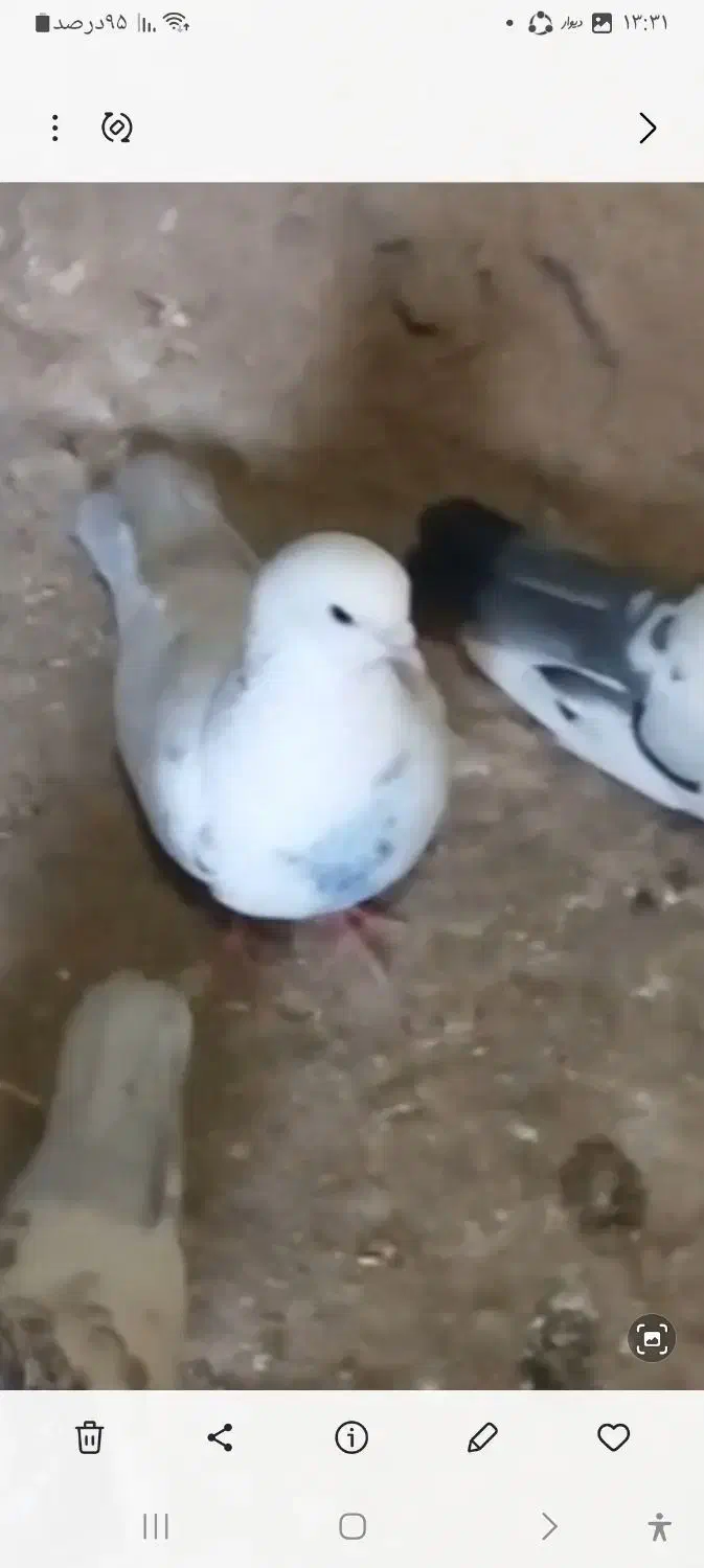 نره|پرنده|سردرود, |دیوار