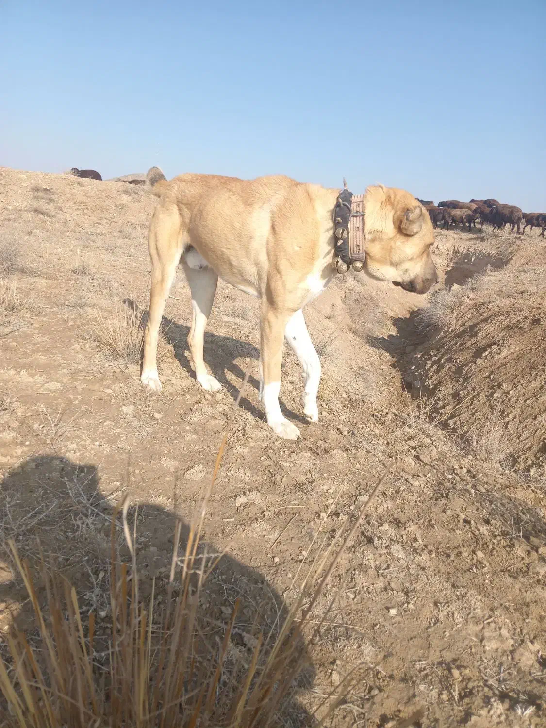 سگ گله گی|سگ|نیشابور, ماروسک|دیوار