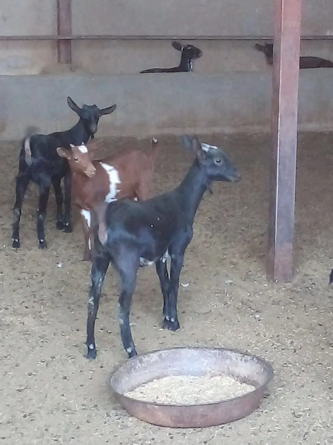 بز...|حیوانات مزرعه|تفت, |دیوار