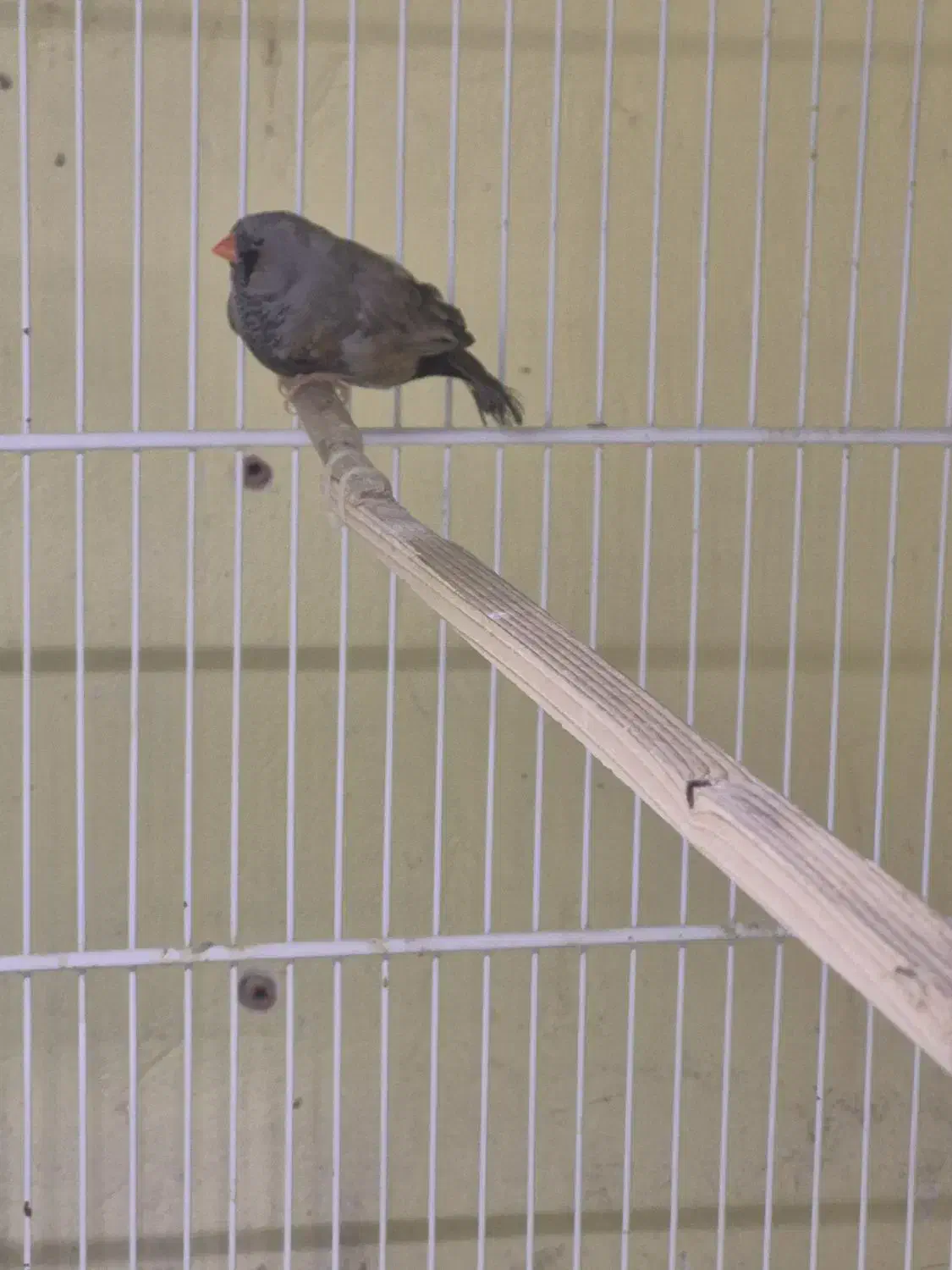 فنچ شارکول|پرنده|بندرعباس, |دیوار