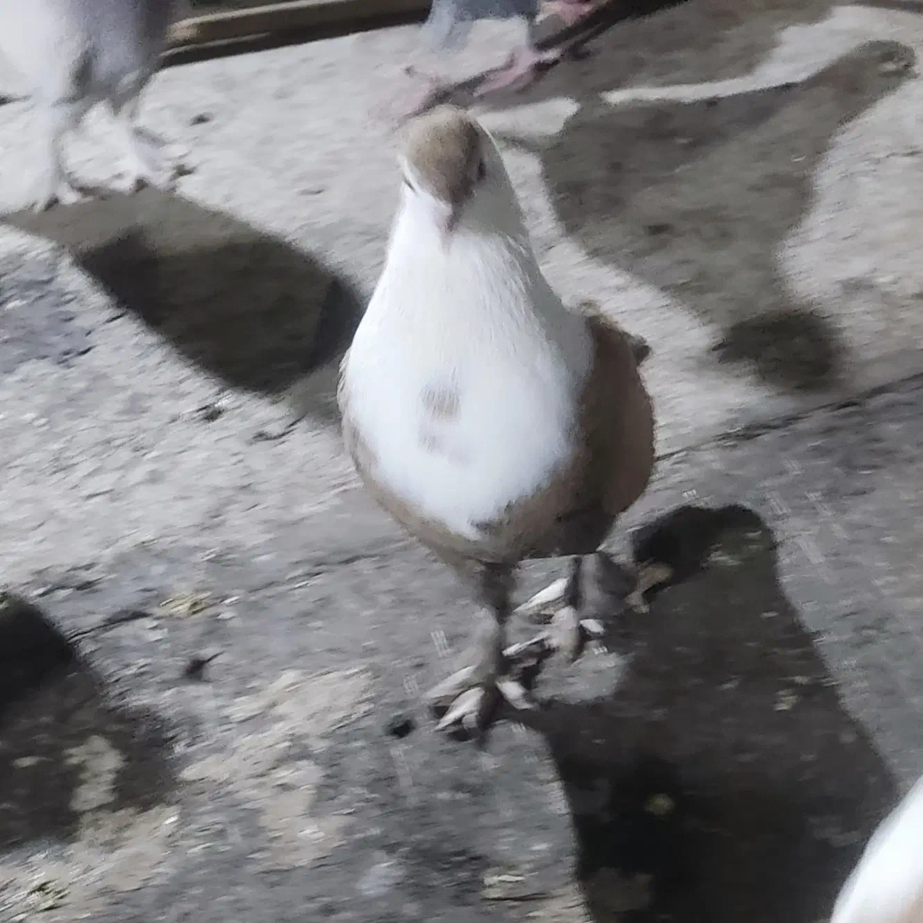 مخمل|پرنده|شیراز, سعدیه شمالی|دیوار