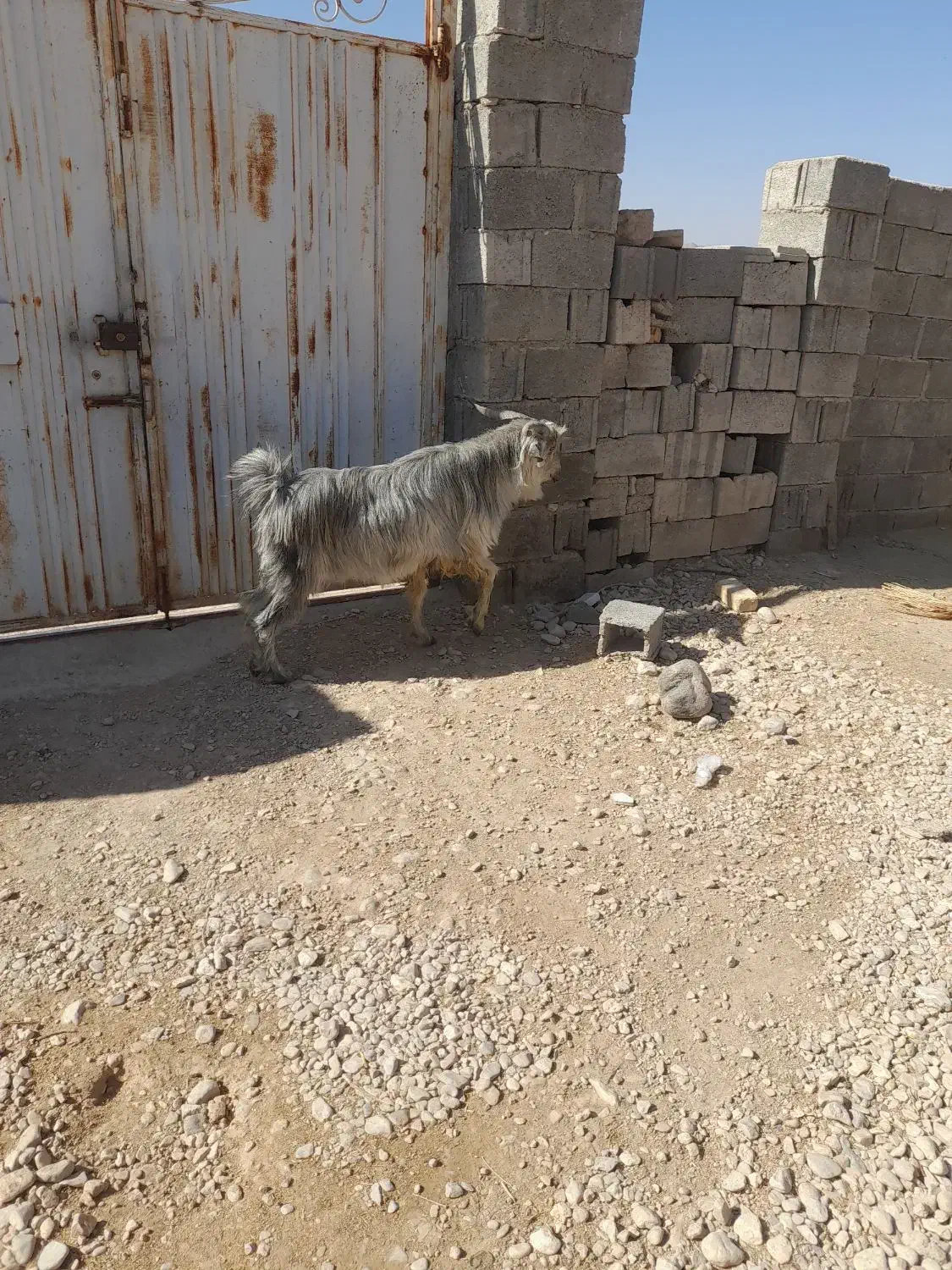 دوبر بذری هیکلی|حیوانات مزرعه|جنت, |دیوار