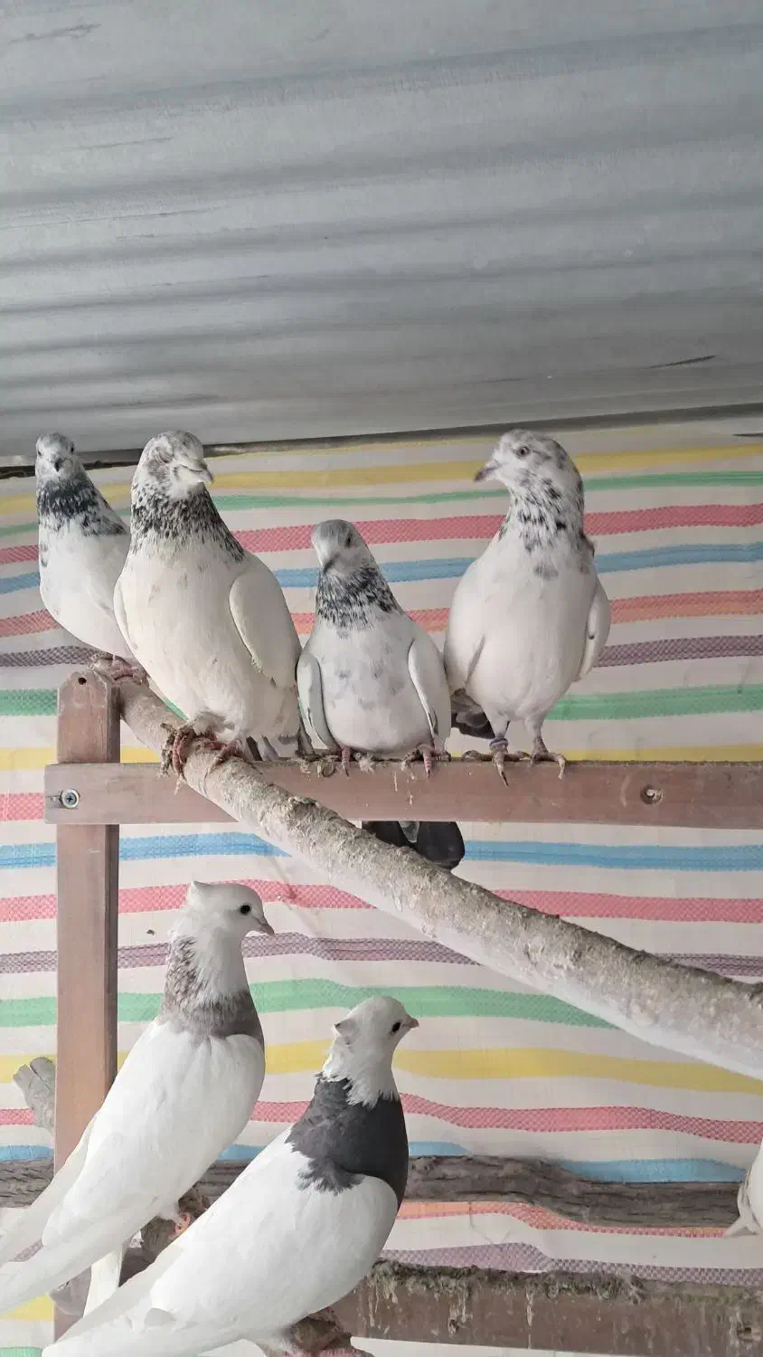 کبوتر کفتر کوتر|پرنده|سریش آباد, |دیوار