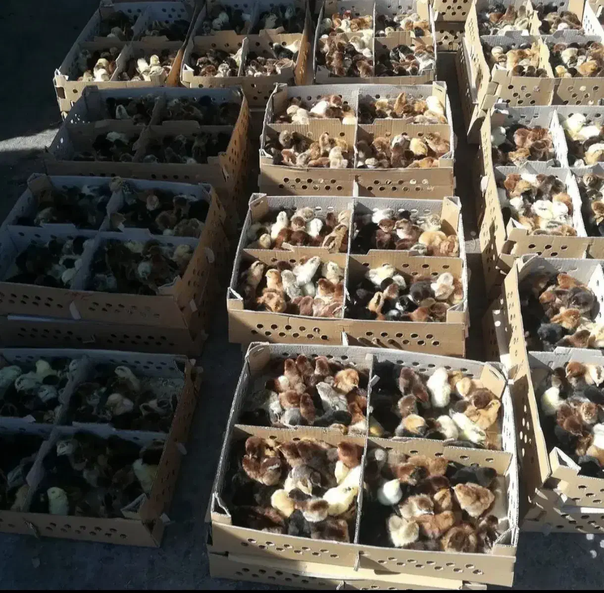 جوجه پنج روزه محلی. اردک . جوجه رنگی تخم نطفه دار|حیوانات مزرعه|نورآباد ممسنی, |دیوار