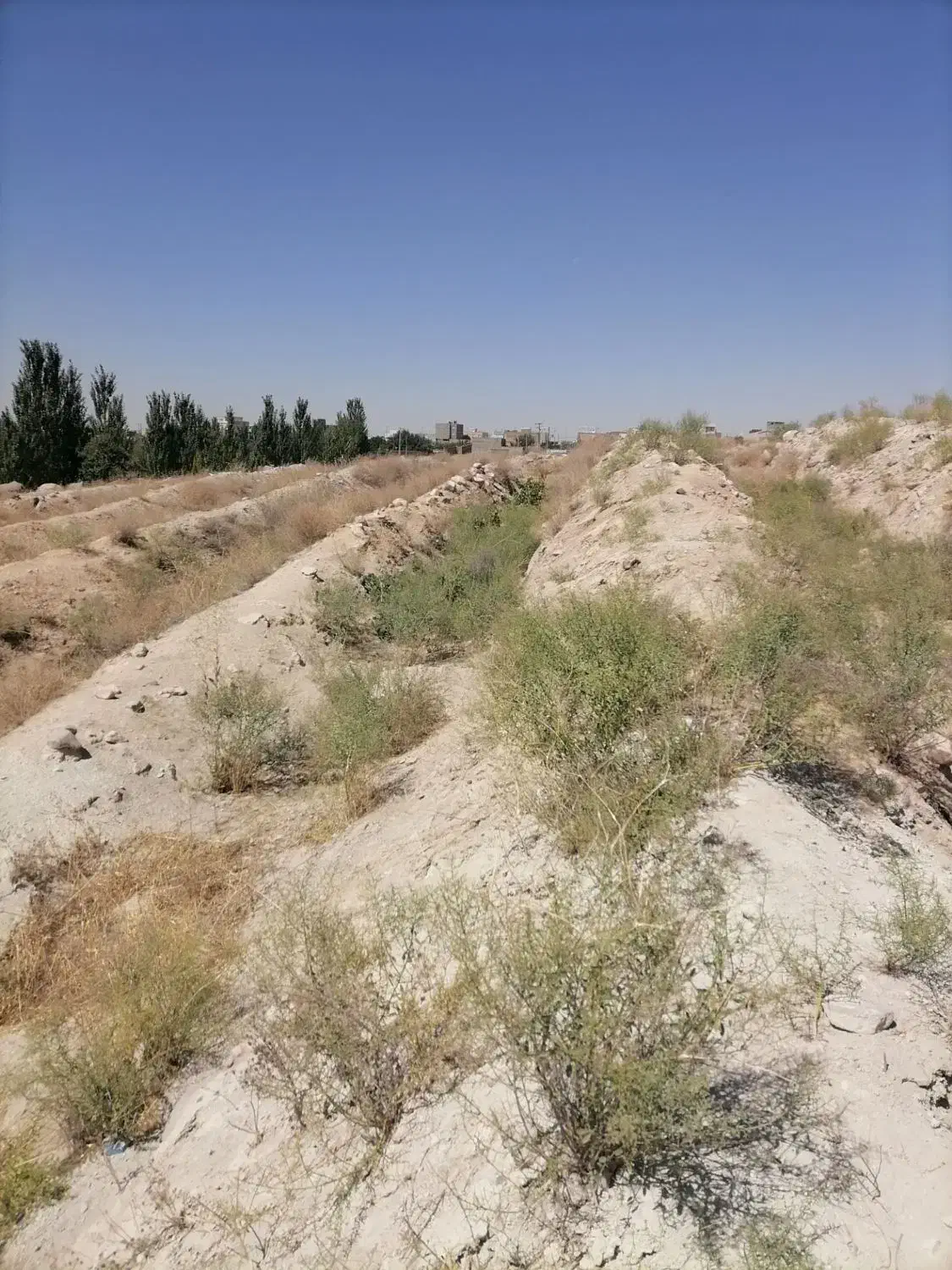 زمین باغ انگور آماده کاشت|فروش دفتر صنعتی، کشاورزی، تجاری|دلبران, |دیوار