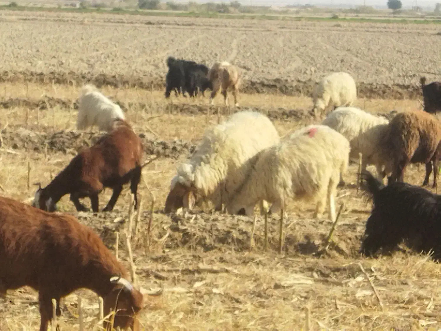 بز داشتی25تومن|حیوانات مزرعه|مهران (ایلام), |دیوار