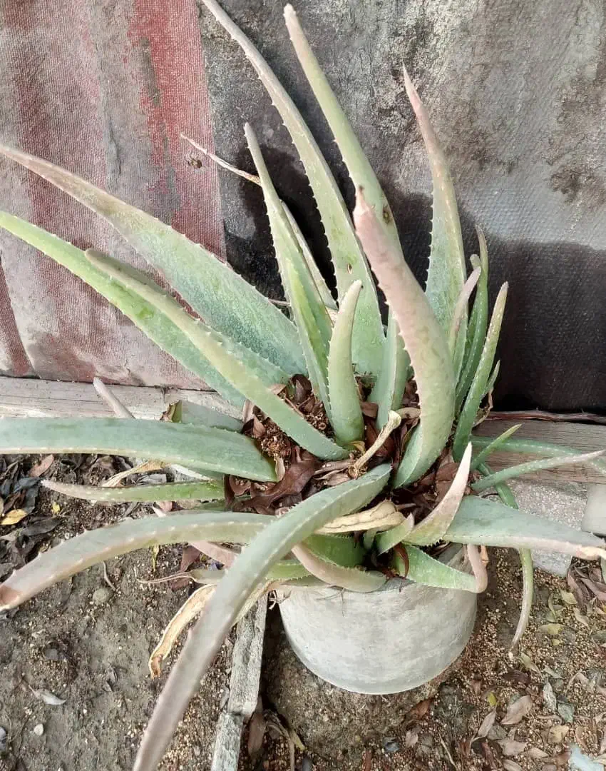 گل ها فروشی|گل و گیاه طبیعی|کنارک, |دیوار