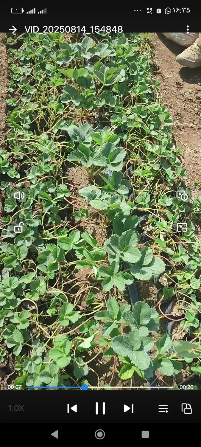 نهال توت فرنگ پاروس گلدان ریشه لخته آلبیون سابرینا|خدمات باغبانی و درختکاری|جیرفت, |دیوار