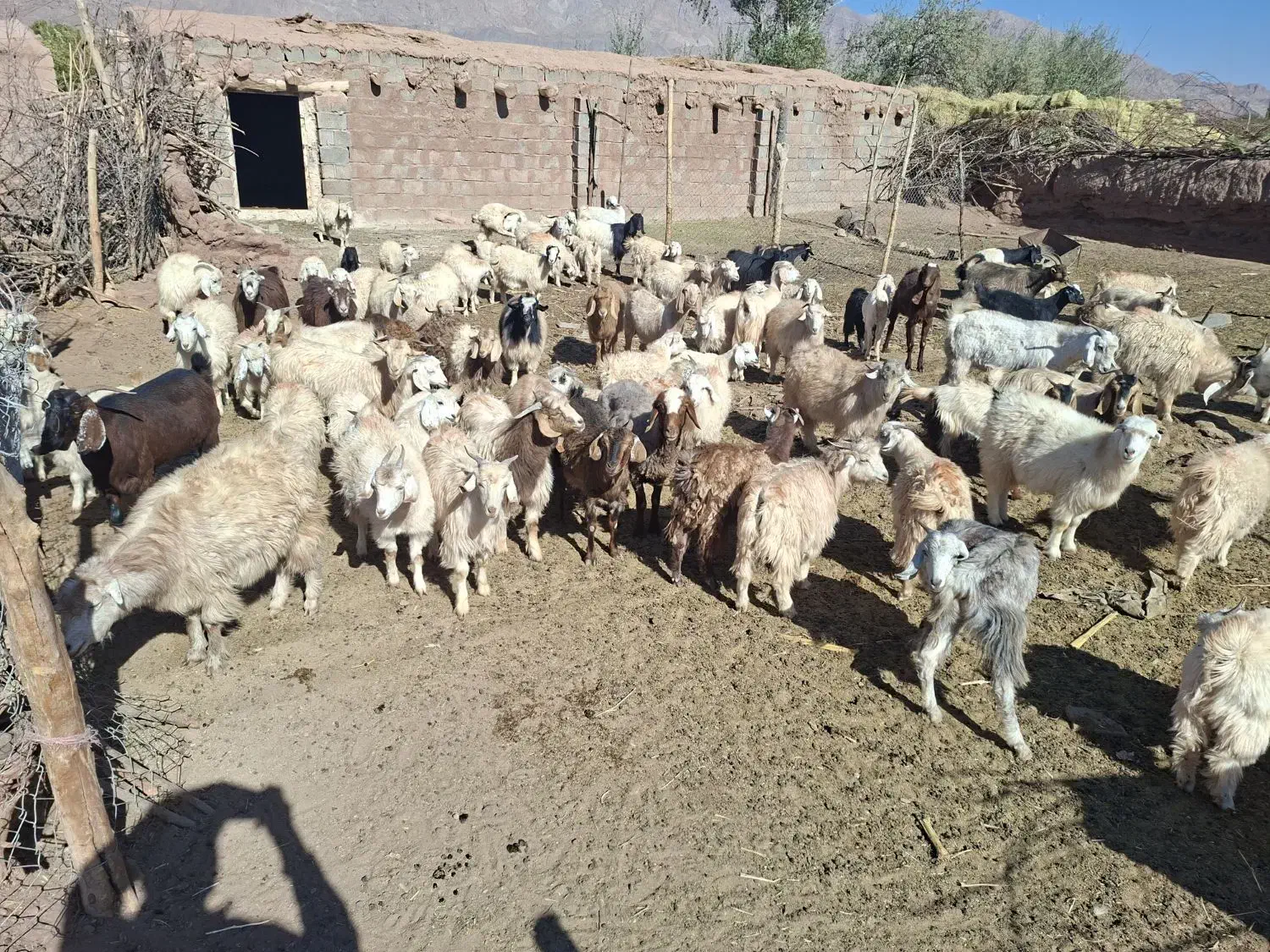 بز کورکی|حیوانات مزرعه|گلزار, |دیوار