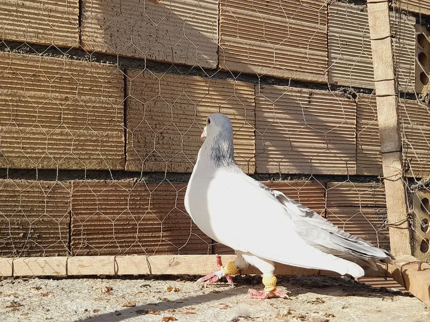 نرراست کلاغ دوم اس اس شقه|پرنده|مشهد, انقلاب|دیوار