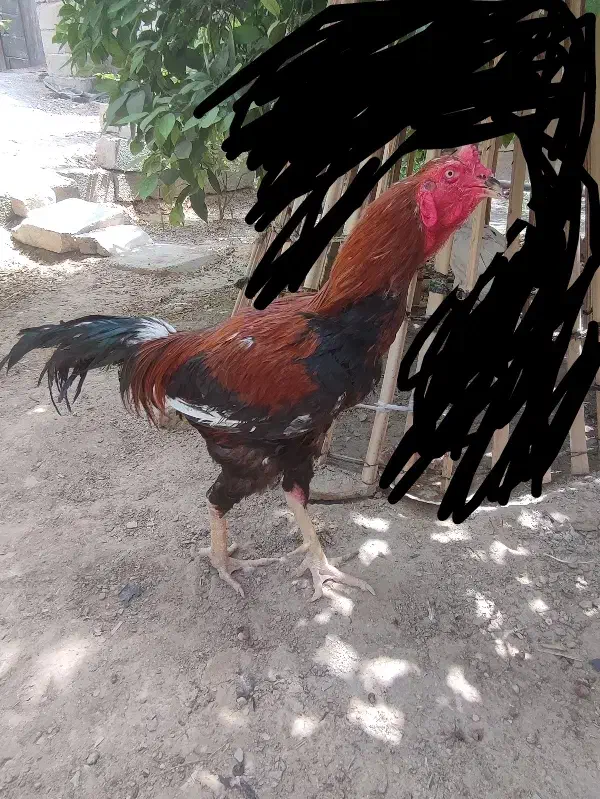 مرغ خروس|حیوانات مزرعه|سراوان, |دیوار