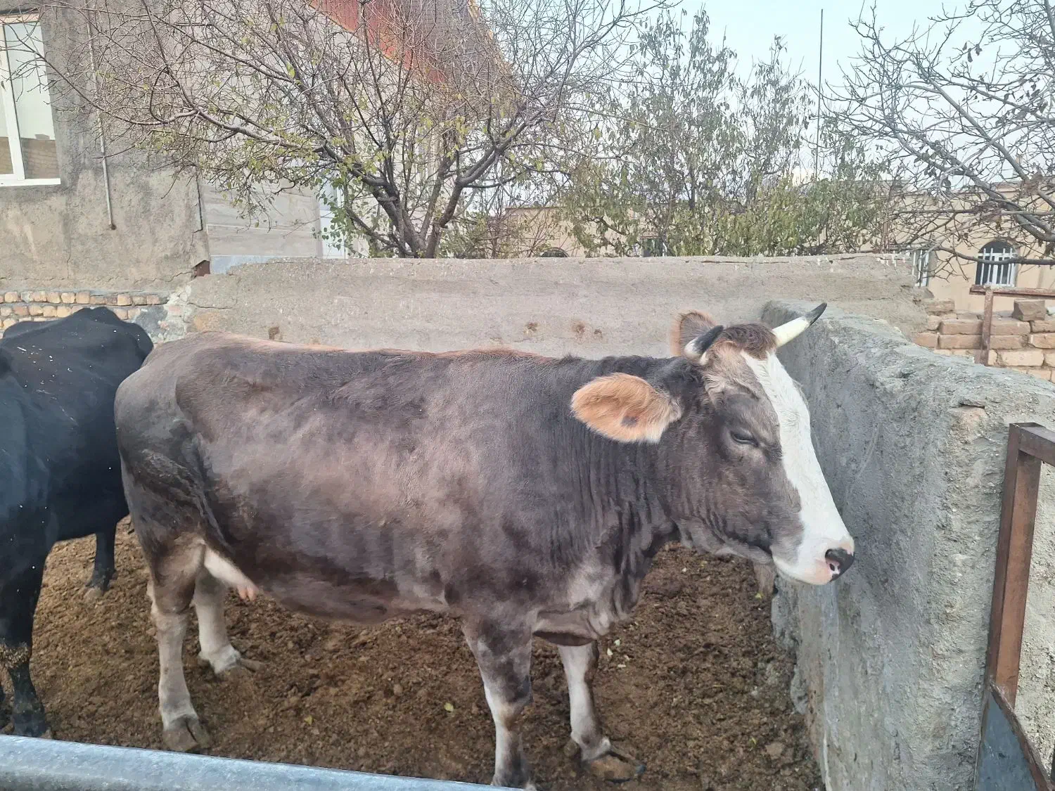 ۷راس ماده گاو شیری|حیوانات مزرعه|کمیجان, |دیوار