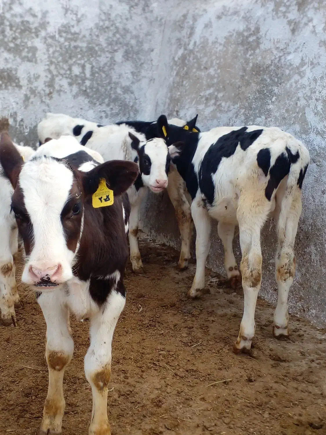 گوساله هلشتاین قطع شیر|حیوانات مزرعه|میلاجرد, |دیوار