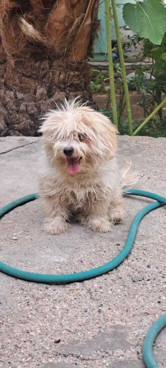 فروش|سگ|بافق, |دیوار