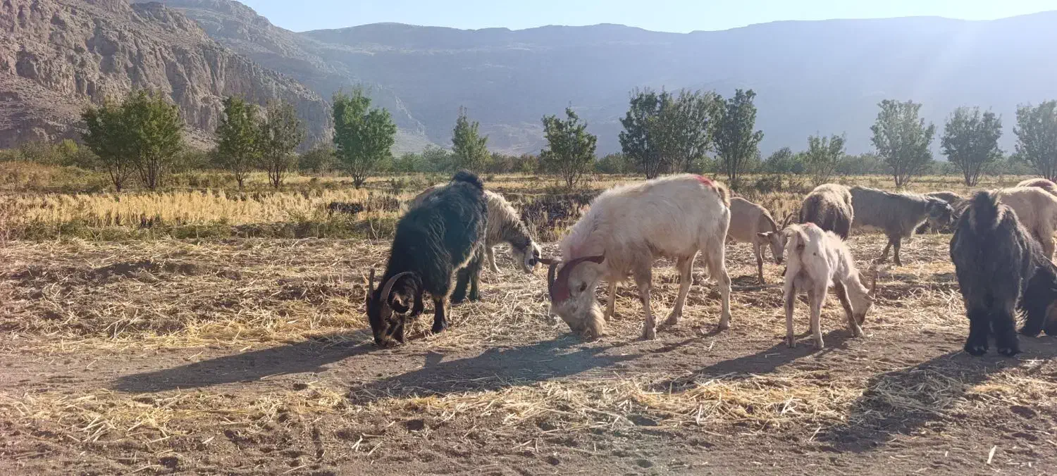 دوبر نر بز سانن|حیوانات مزرعه|فلارد, |دیوار