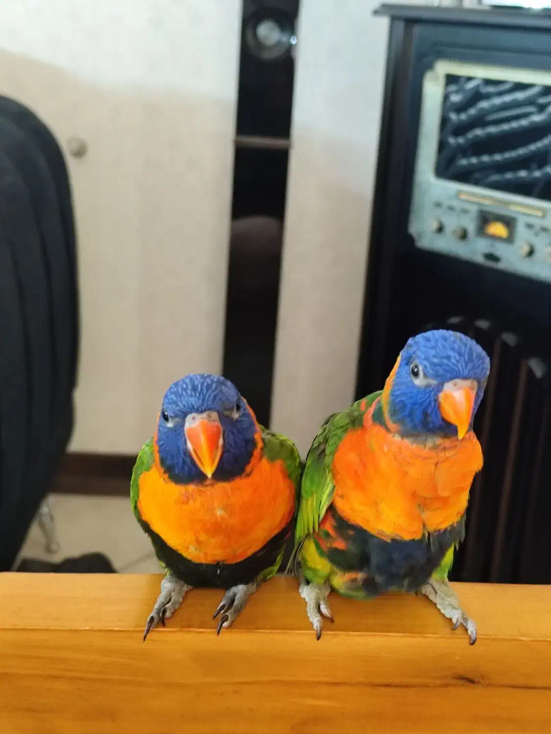 طوطی لری و طوطی راهب نر سخنگو|پرنده|شیراز, دروازه قران|دیوار