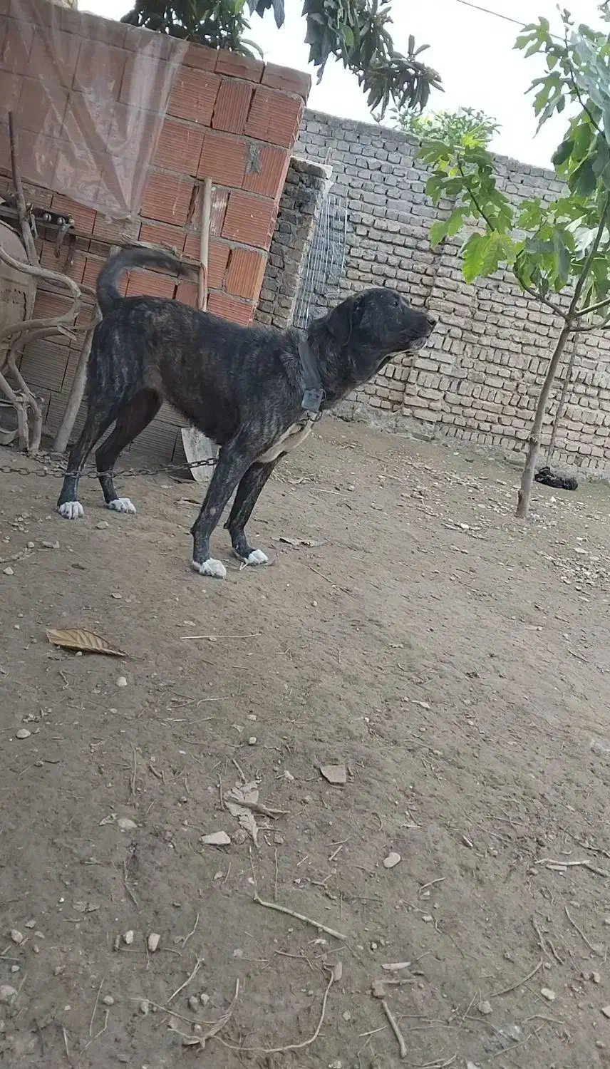 واگذاری سگ پژدرماده|سگ|گرگان, |دیوار