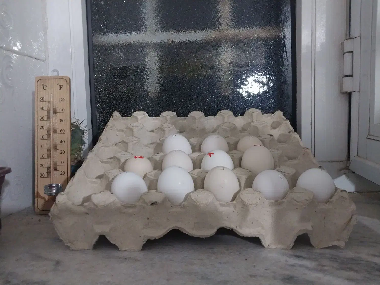 تخم نطفه دار گلین|حیوانات مزرعه|گیلان غرب, |دیوار