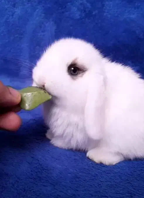 هدیه روز دختر خرگوش عروسکی|موش و خرگوش|مشهد, دانشجو|دیوار