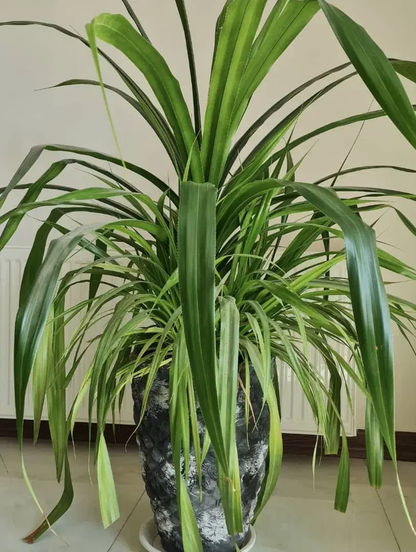 گیاه طبیعی پاندانوس همراه با گلدان سفالی طوسی|گل و گیاه طبیعی|اصفهان, جلفا|دیوار