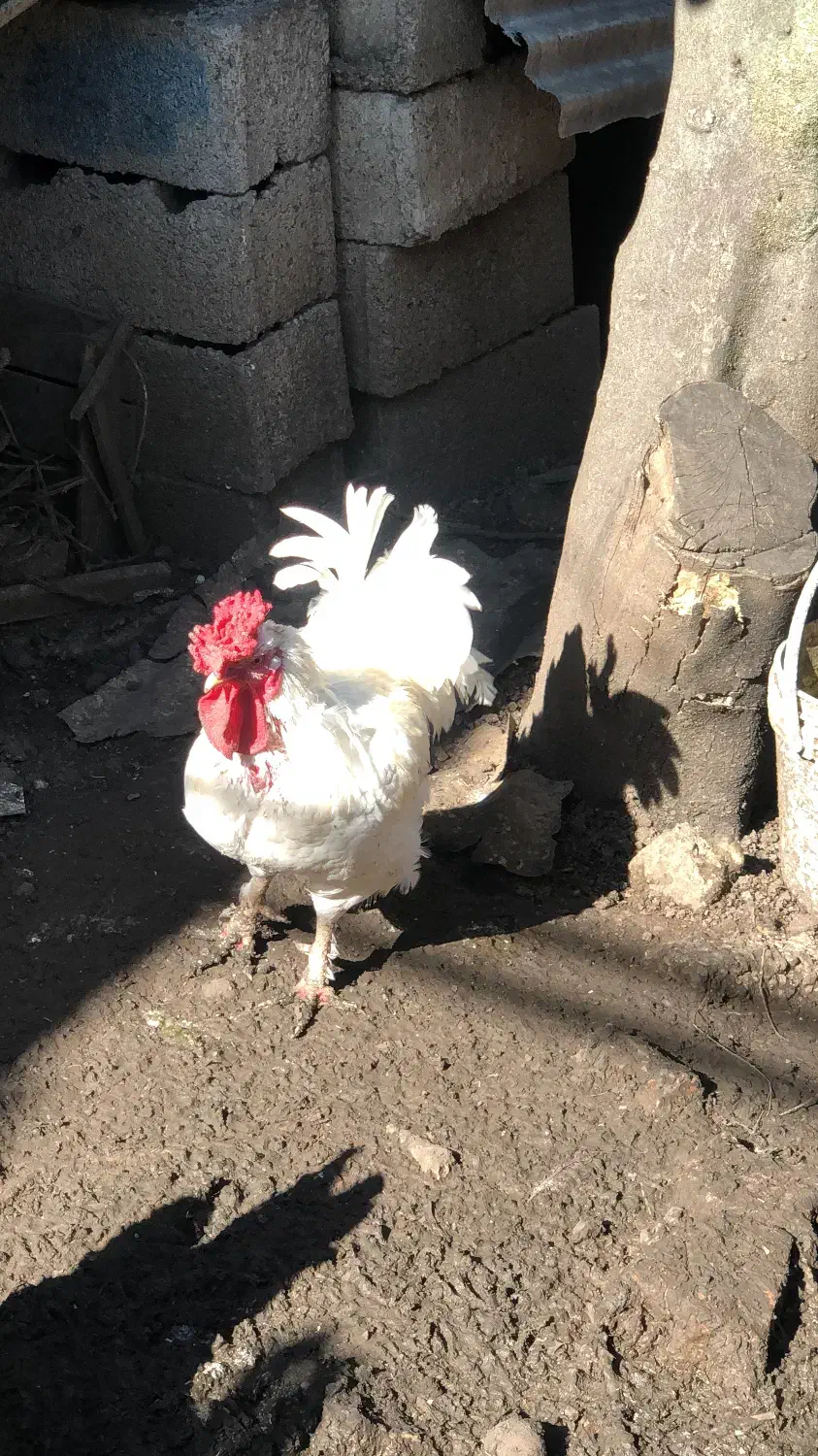 خروس پا پر|حیوانات مزرعه|قائمشهر, |دیوار