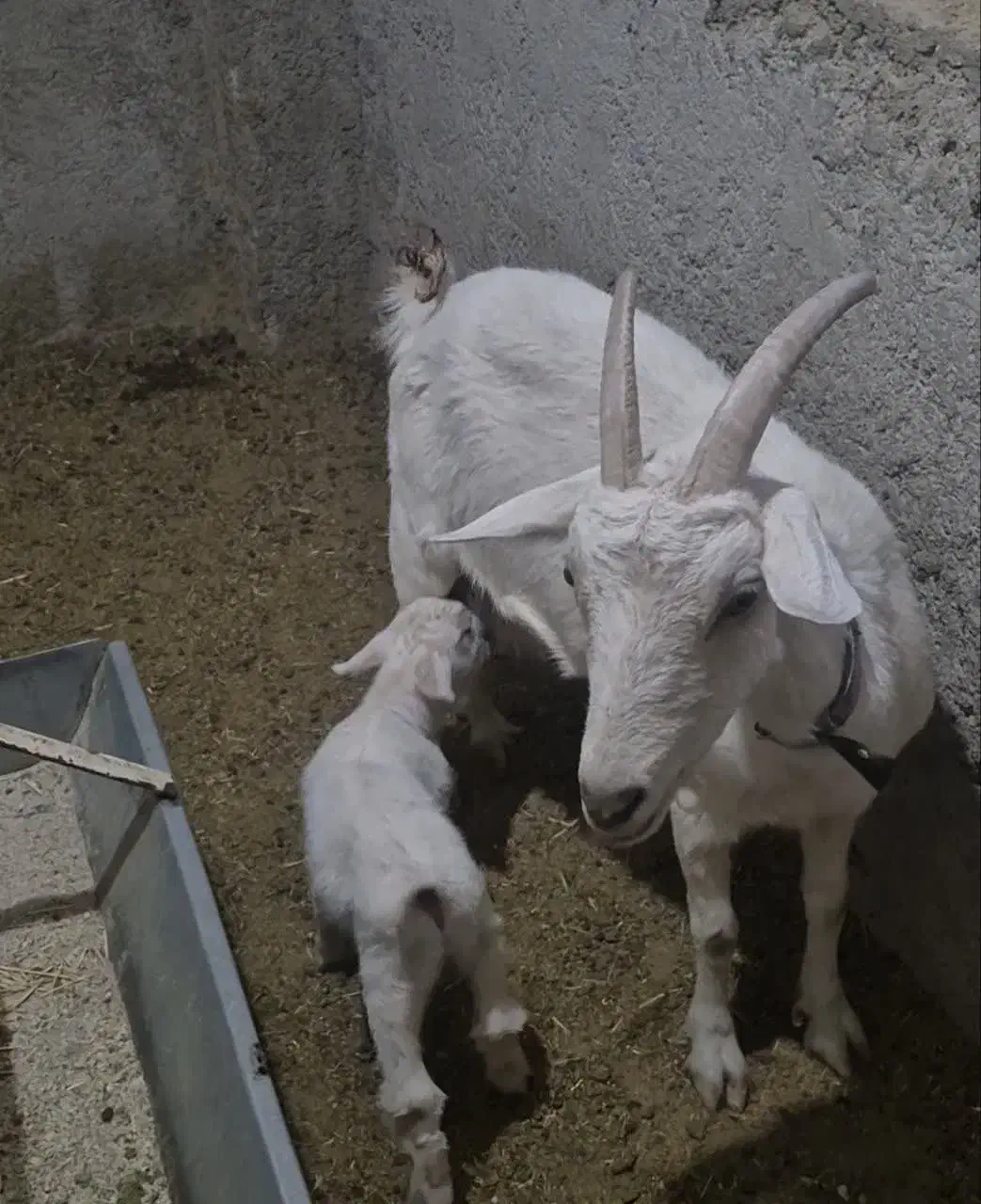 یک عددبزسانن زایده|حیوانات مزرعه|قائن, |دیوار