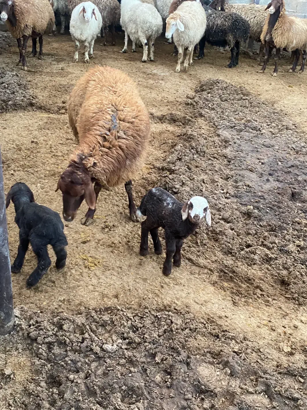 فروشی بره ماده وکهره|حیوانات مزرعه|کرمان, |دیوار