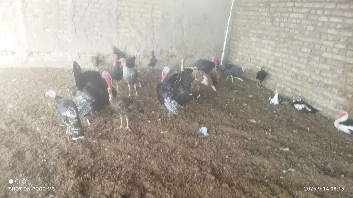 بوقلمون. غاز   قوغاز.|حیوانات مزرعه|تربت جام, کشتارگاه|دیوار