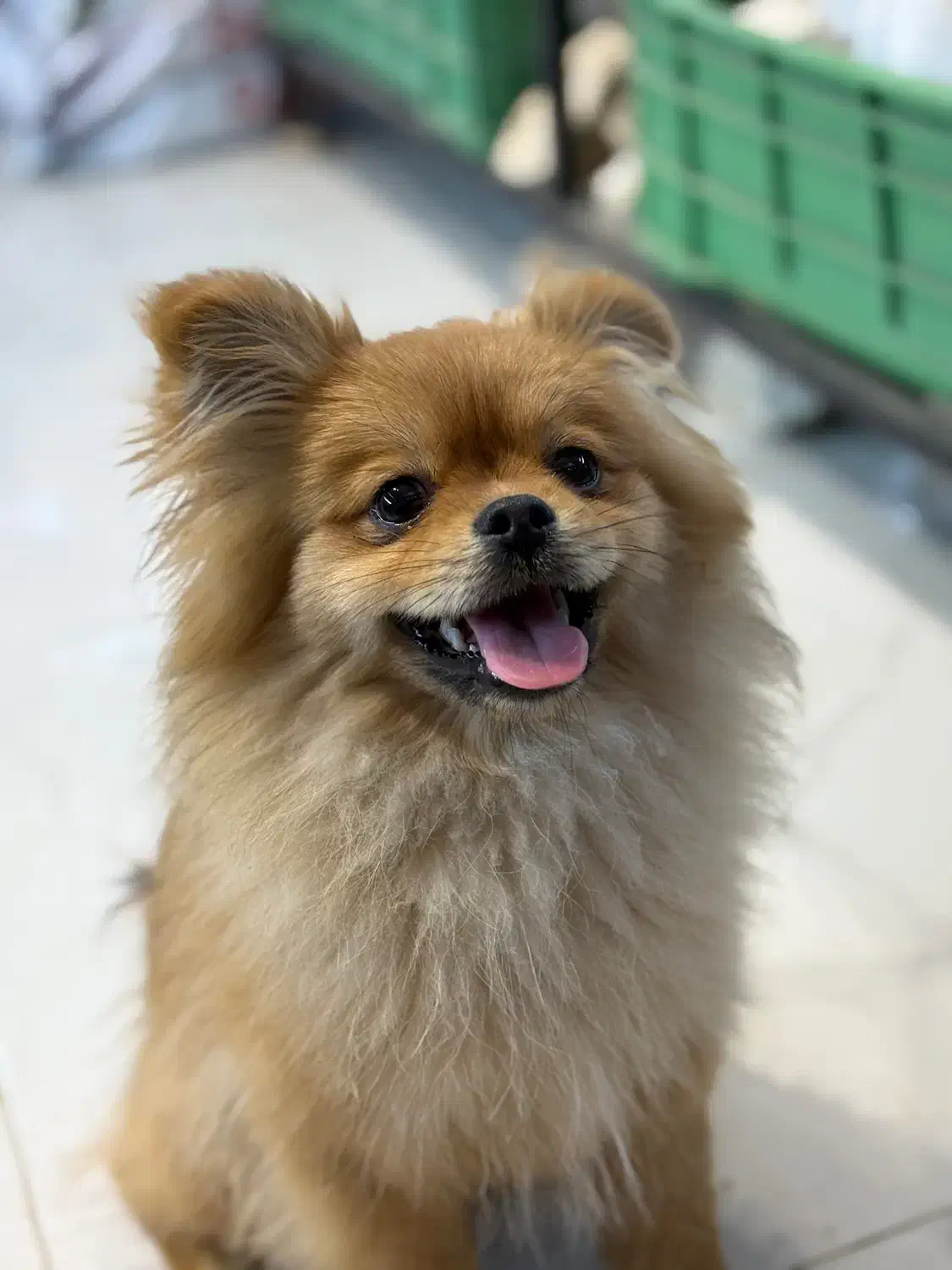 پامر خرسی اصلی ۵ ماهه|سگ|تهران, استاد معین|دیوار