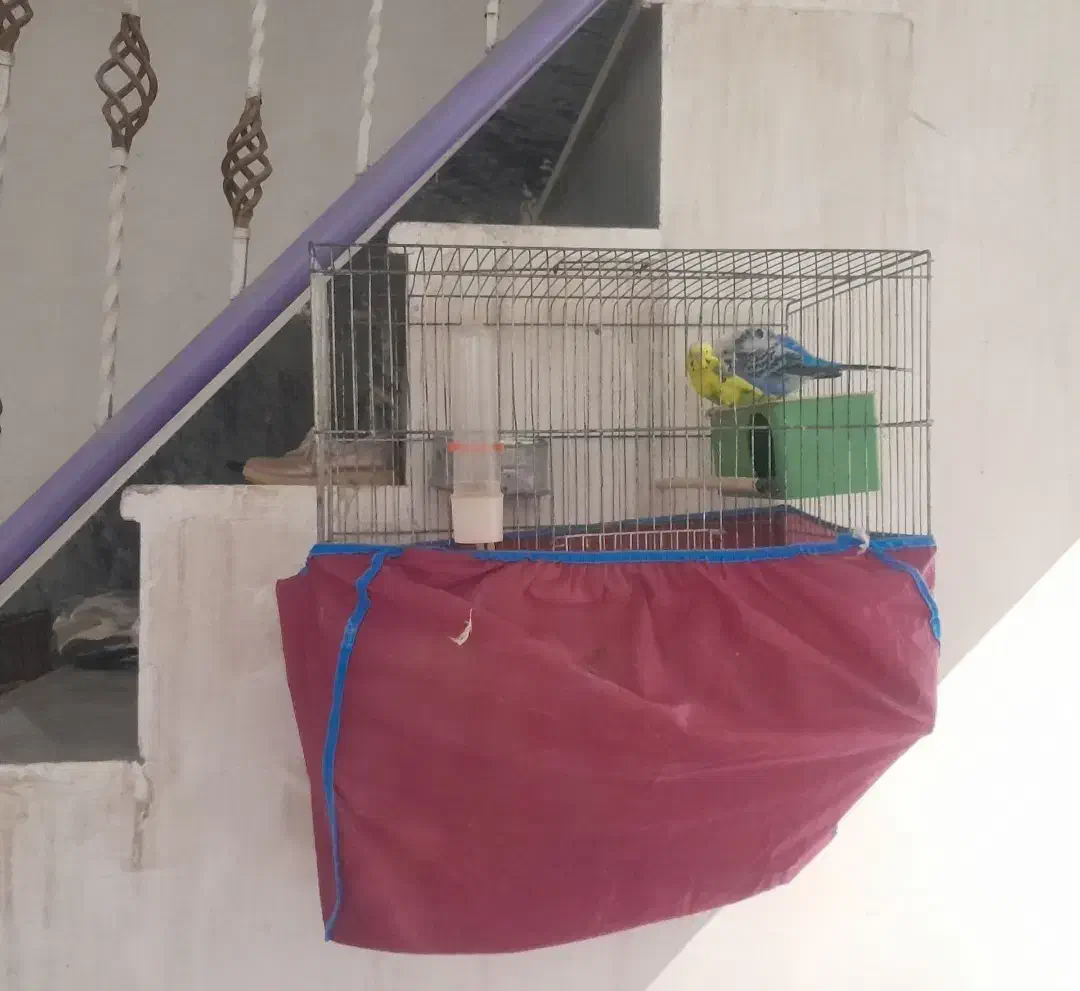 لار|پرنده|خور (فارس), |دیوار