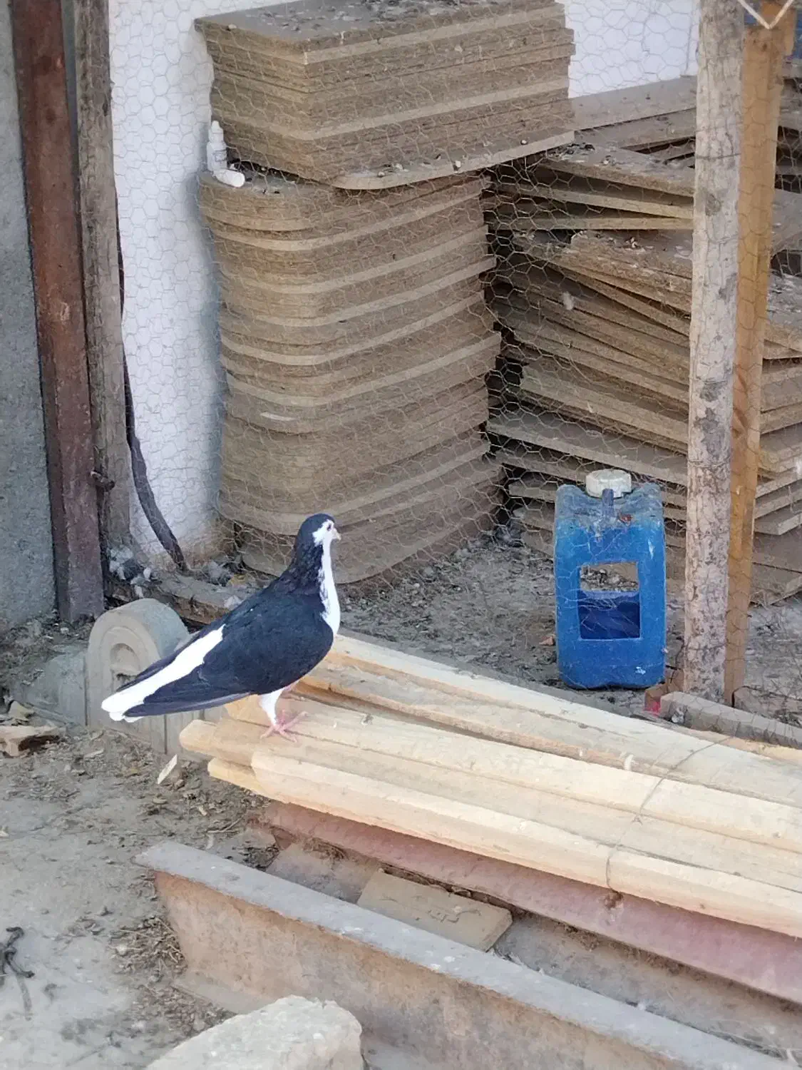 ساده سیاه ماده|پرنده|شاندیز, |دیوار