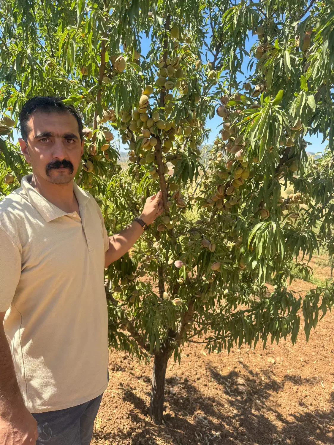 نهال بادام تضمینی سالم نهال|خدمات باغبانی و درختکاری|کرمانشاه, |دیوار