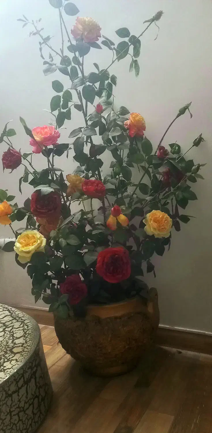 گل مصنوعی با گلدان در حد نو|گل مصنوعی|آمل, |دیوار