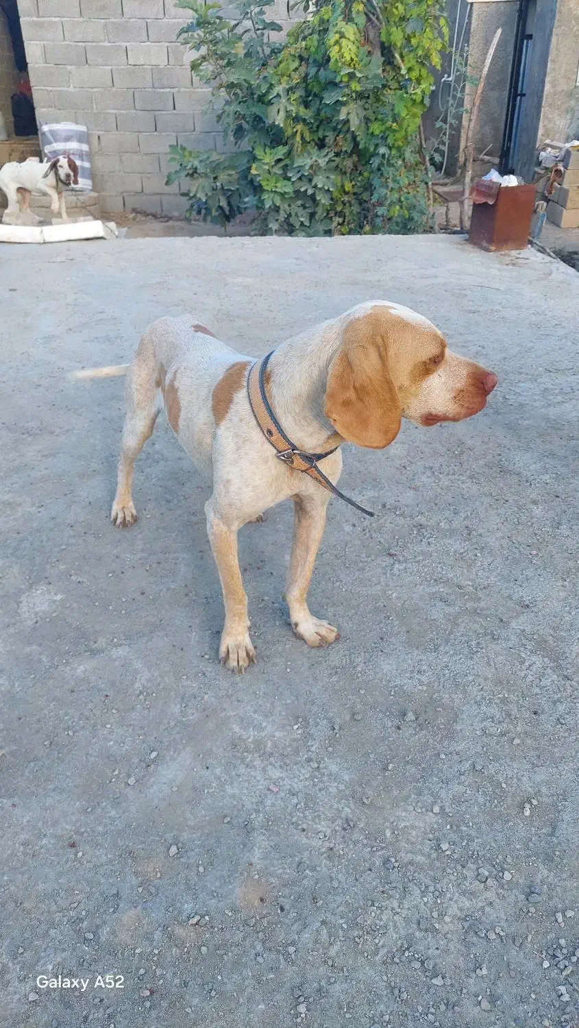 توله سگ دنبلانی|سگ|گلی داغ, |دیوار