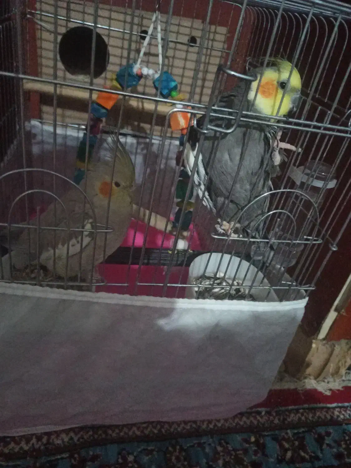 عروس هلندی|پرنده|کارون, |دیوار