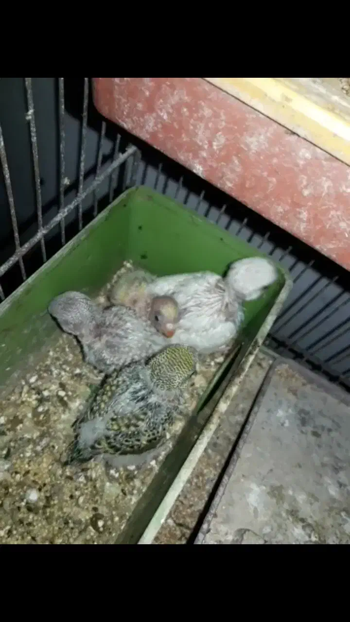 مرغ عشق مولد با جوجه سرلاکی چشم قرمز خونگی سالم|پرنده|قائم‌شهر, |دیوار